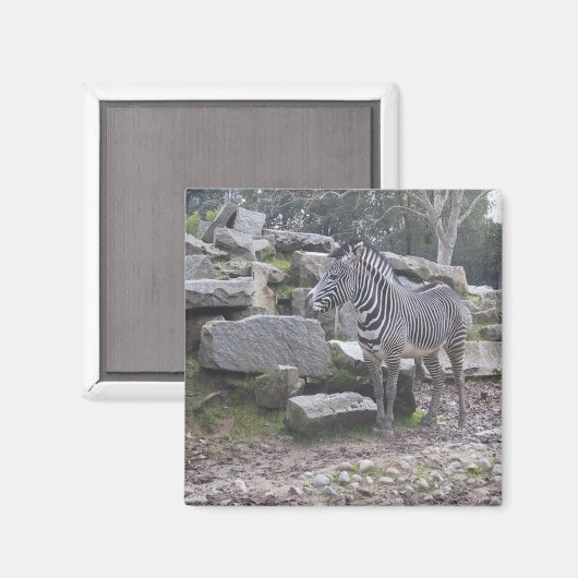 Zebra poseren magneet (Voorkant / Achterkant)