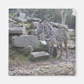 Zebra poseren magneet (Voorkant)