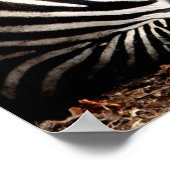 Zebra Poster (Hoek)
