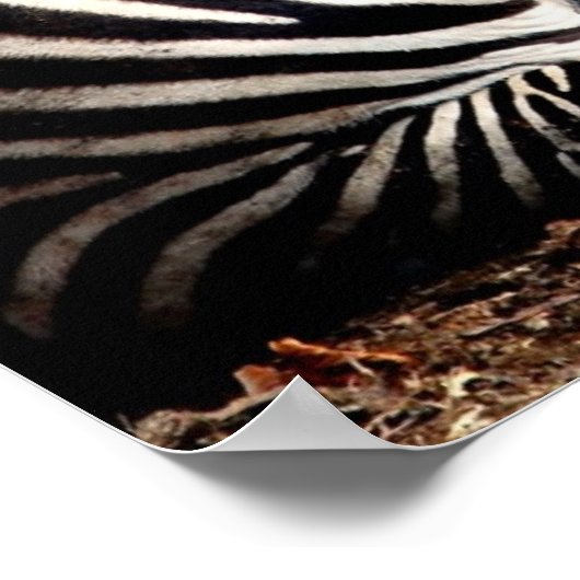 Zebra Poster (Hoek)