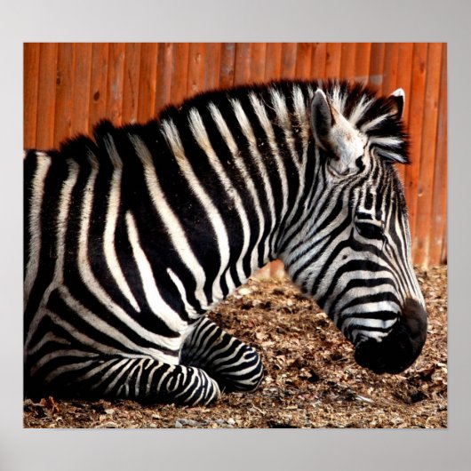 Zebra Poster (Voorkant)