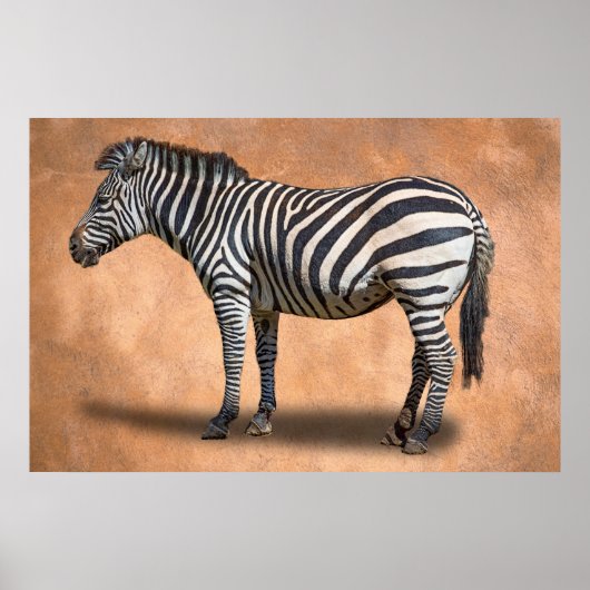 ZEBRA POSTER (Voorkant)