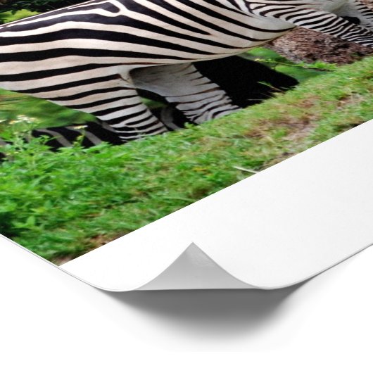 Zebra Poster (Hoek)