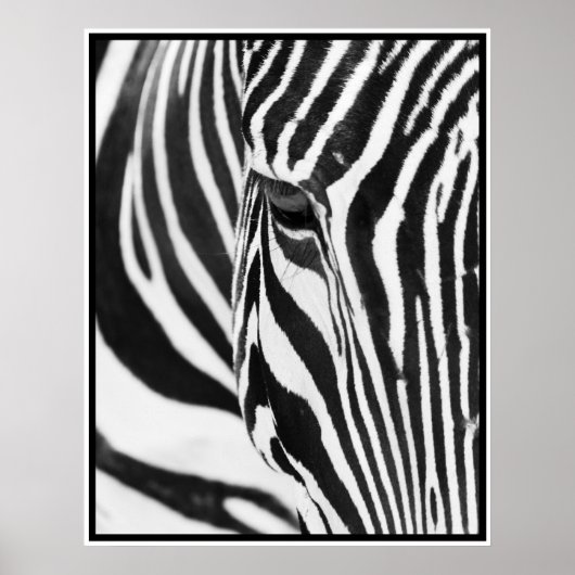Zebra Poster (Voorkant)