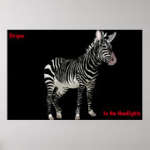 Zebra Poster (Voorkant)