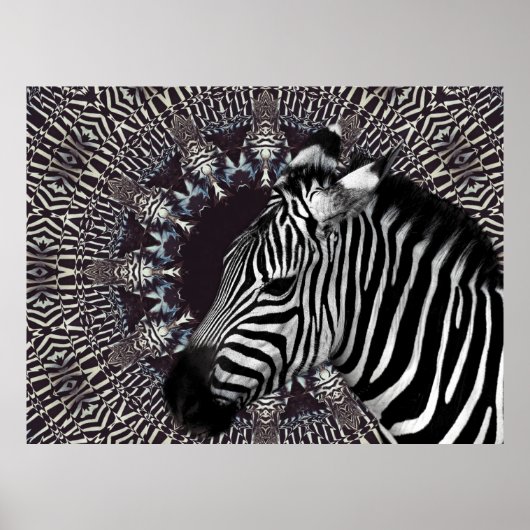 Zebra Poster (Voorkant)