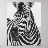 Zebra Poster (Voorkant)