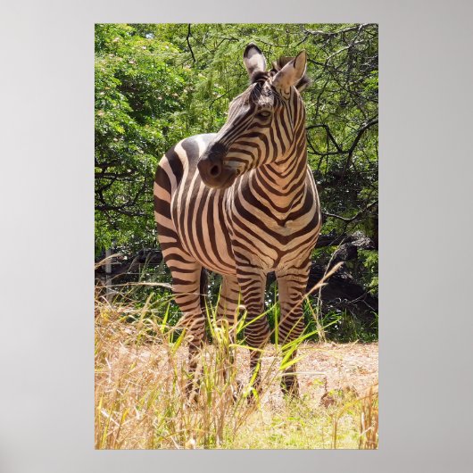 Zebra Poster (Voorkant)