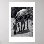 Zebra Poster (Voorkant)