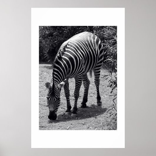 Zebra Poster (Voorkant)