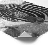 Zebra Poster (Hoek)