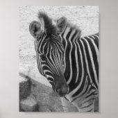 Zebra Poster (Voorkant)