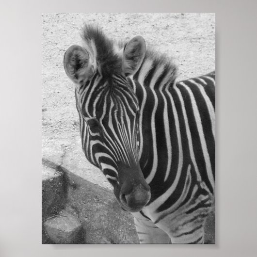 Zebra Poster (Voorkant)