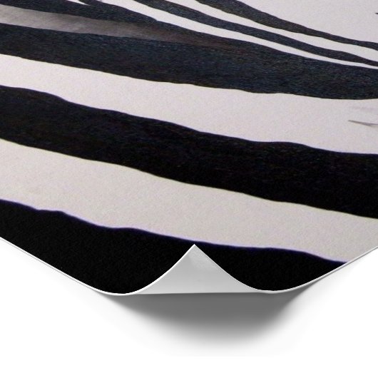 Zebra Poster (Hoek)