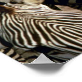 Zebra Poster (Hoek)