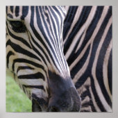 Zebra Poster afdrukken (Voorkant)