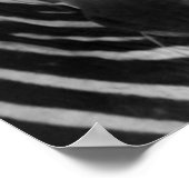 zebra poster FROM 8.99 (Hoek)