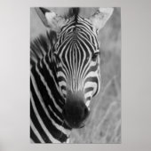 zebra poster FROM 8.99 (Voorkant)