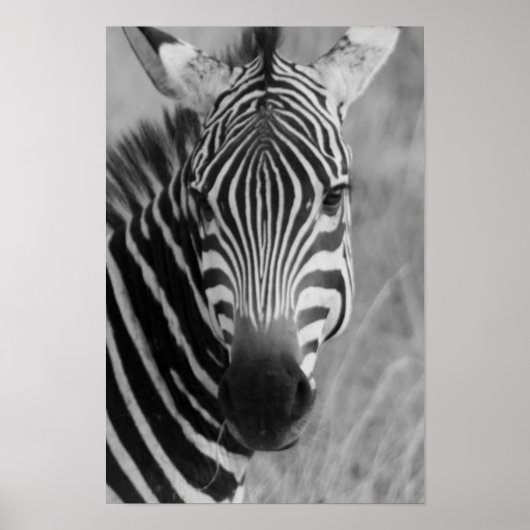zebra poster FROM 8.99 (Voorkant)
