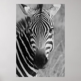 zebra poster FROM 8.99