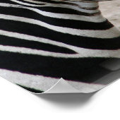 Zebra Poster glimlachen (Hoek)