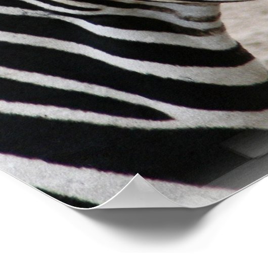 Zebra Poster glimlachen (Hoek)