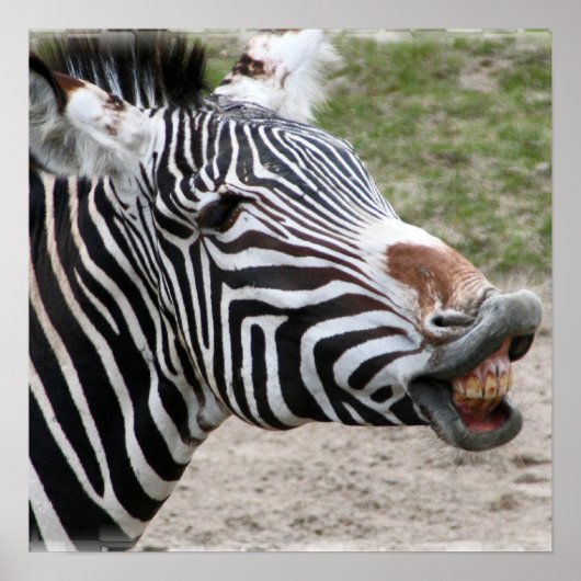 Zebra Poster glimlachen (Voorkant)