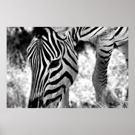 Zebra poster sluiten