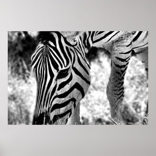 Zebra poster sluiten (Voorkant)