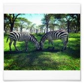 Zebra Poster voor Afrikaanse liefhebbers (Voorkant)