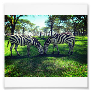 Zebra Poster voor Afrikaanse liefhebbers