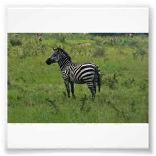 Zebra Print Foto Afdruk