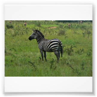 Zebra Print Foto Afdruk
