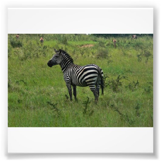 Zebra Print Foto Afdruk (Voorkant)