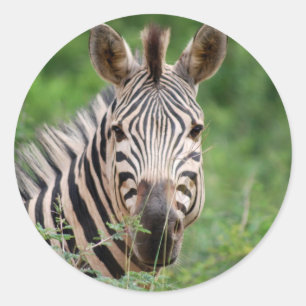 Zebra-profiel Ronde Sticker