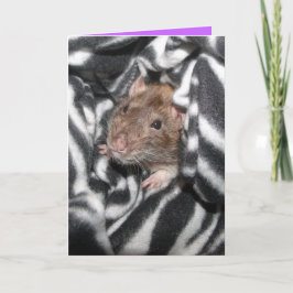 zebra rat Verjaardagskaart Kaart