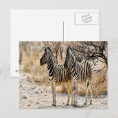 Zebra rol briefkaart (Voorkant / Achterkant)