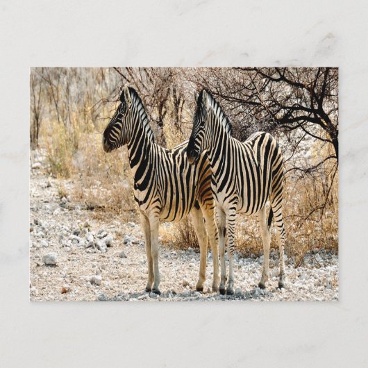 Zebra rol briefkaart (Voorkant)