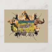 Zebra rol van Afrikaanse Wildlife Lijst Briefkaart (Voorkant)