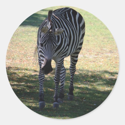 Zebra Ronde Sticker (Voorkant)