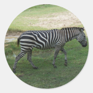 Zebra Ronde Sticker