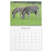 zebra safari 2025 groot kalender (Feb 2026)