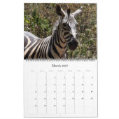 zebra safari 2026 groot formaat kalender (Mar 2027)