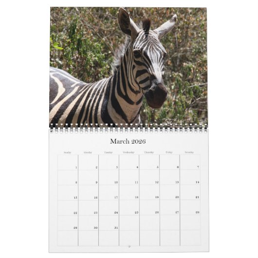 zebra Safari 2026 Kalender (Mar 2026)