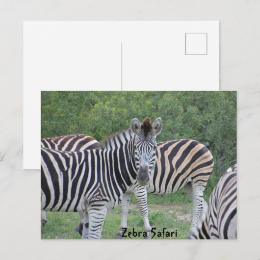 Zebra Safari Africa Briefkaart (Voorkant / Achterkant)