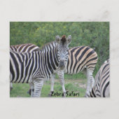 Zebra Safari Africa Briefkaart (Voorkant)