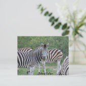 Zebra Safari Africa Briefkaart (Staand voorkant)