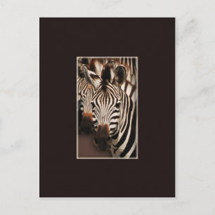 Zebra safari-briefkaarten briefkaart
