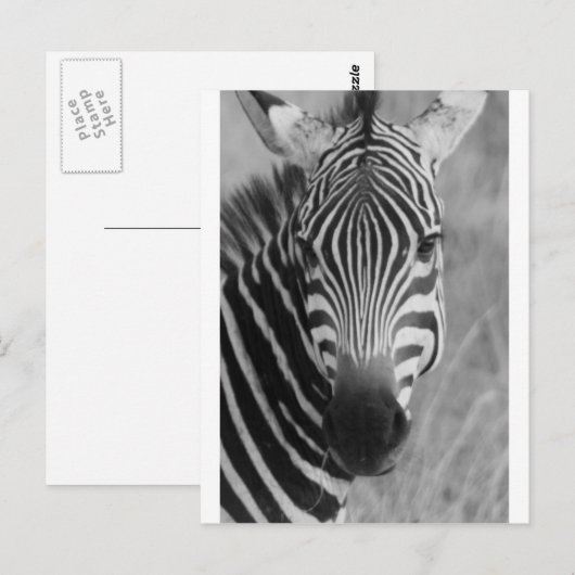 Zebra Safari Cute African Classy Stripes Briefkaart (Voorkant / Achterkant)