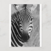 Zebra Safari Cute African Classy Stripes Briefkaart (Voorkant)